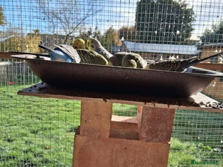 Budgerigars birds - Advert 4