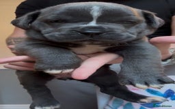 Mixed Breed dogs for sale: Cane Corse X puppies  - Image 20