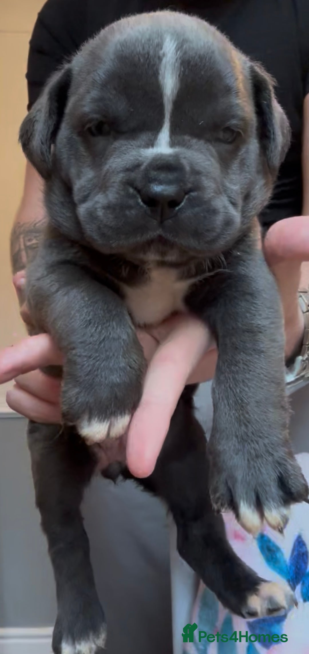 Mixed Breed dogs for sale: Cane Corse X puppies  - Image 20
