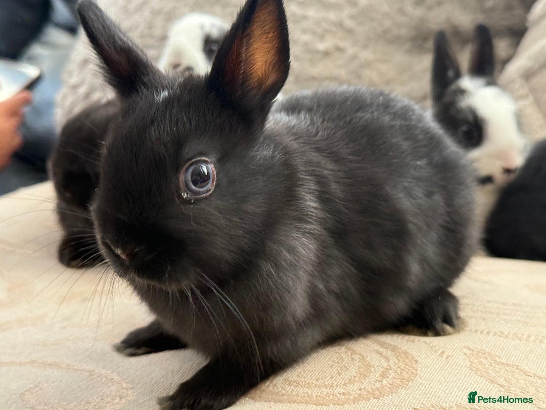 Netherland Dwarf rabbits for sale: 4 Adorable Netherland Dwarf Bunnies  - Advert 19