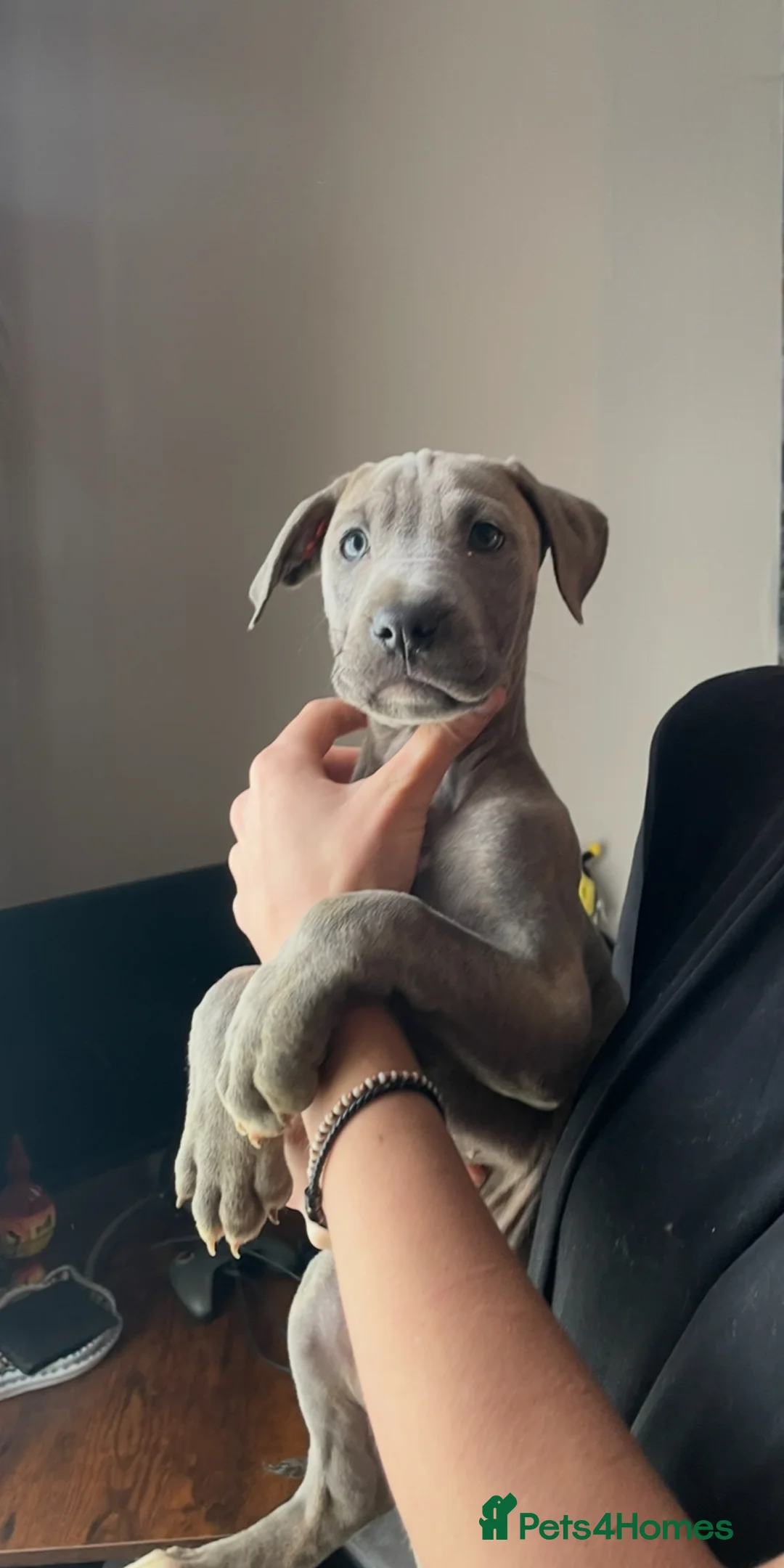 Mixed Breed dogs for sale: Stunning Cane Corso x Presa Canario Puppies  - Advert 2