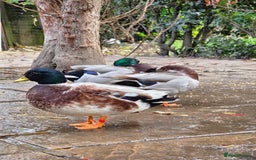 Ducks poultry for sale: Various Call Ducks for Sale - Image 2