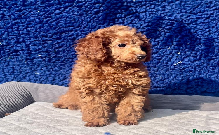 Toy Poodle dogs - Advert 15