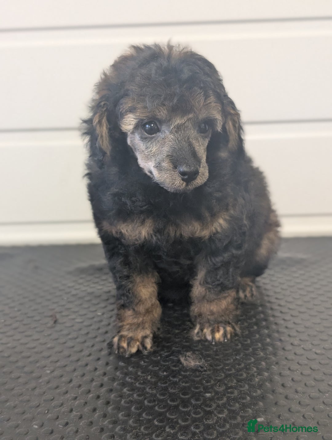 Toy Poodle dogs for sale: Sable toy poodle READY NOW - Advert 6
