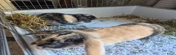 Mixed Breed rabbits for sale: Male & female rabbit free to good home. - Advert 2
