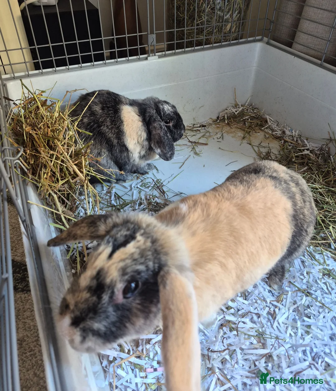 Mixed Breed rabbits for sale: Male & female rabbit free to good home. - Advert 2