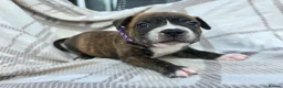 Staffordshire Bull Terrier dogs for sale: Staffy pups in Coleford - Advert 4