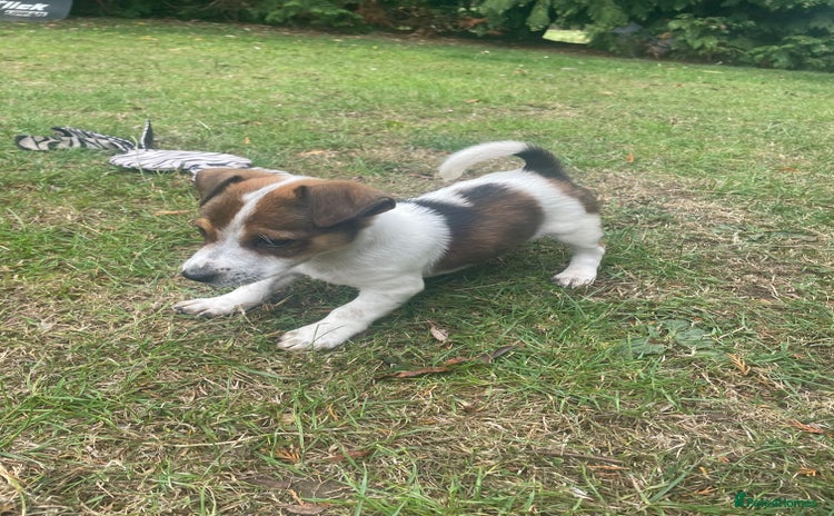 Jack Russell dogs - Advert 1