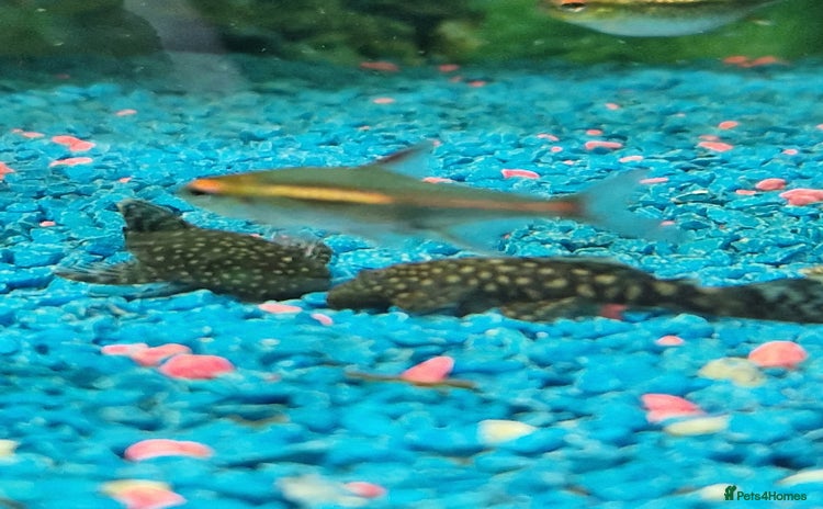 Plecos fish - Advert 4