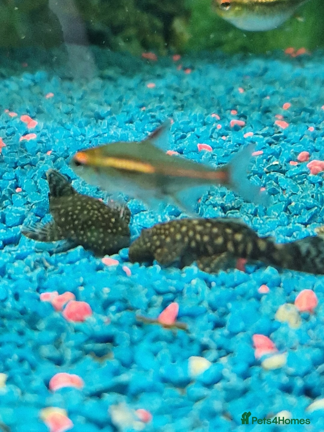Plecos fish for sale: Bristlenose Plecs - Image 1