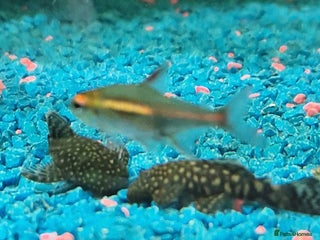 Plecos fish - Advert 13
