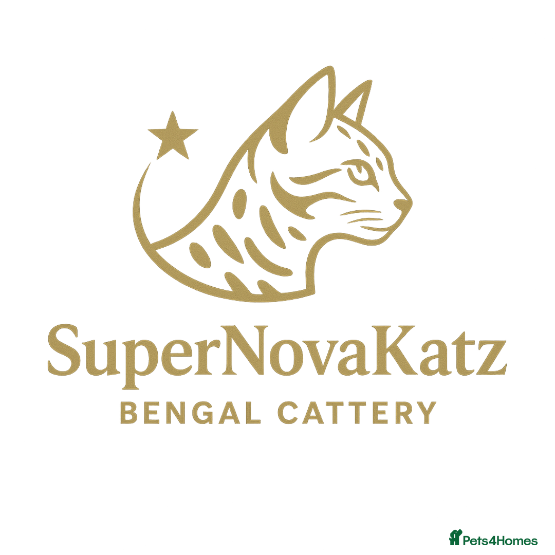 Bengal cats for sale: 🌟 Premium Bengal Tica Kittens – 5★Breeder 🌟 - Image 24
