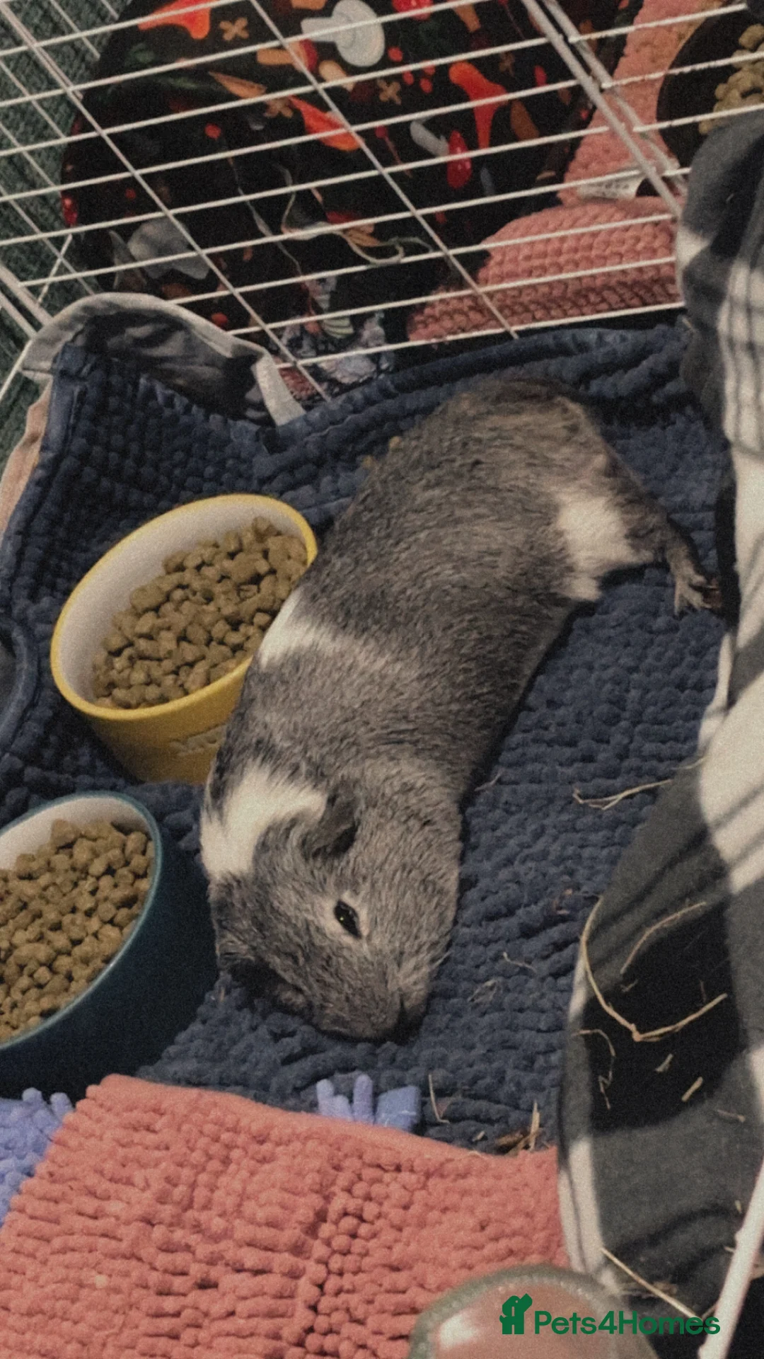 Guinea Pig rodents for sale: Beautiful male guinea pigs  - Advert 6