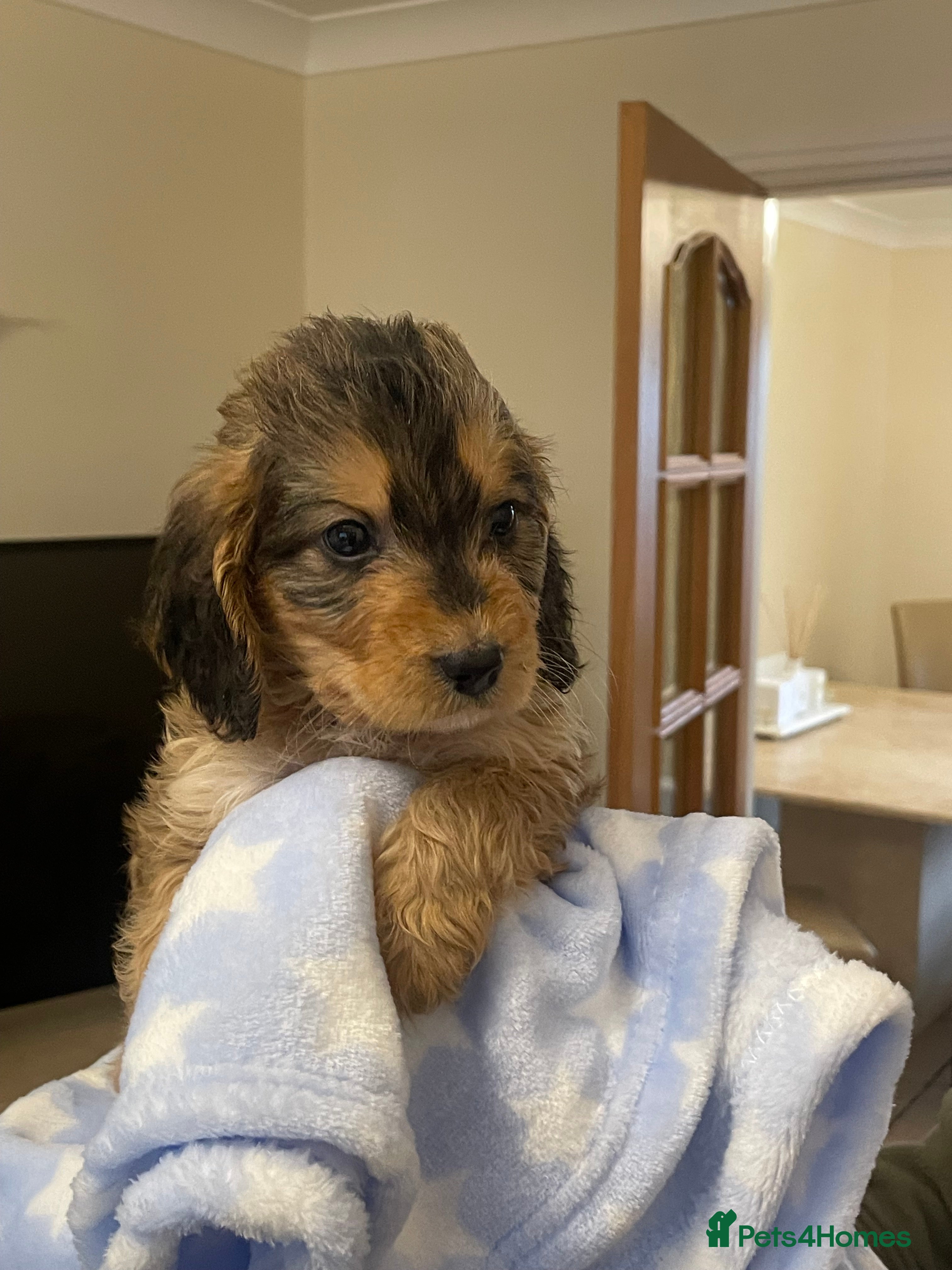 Cockapoo dogs 🐾 Beautiful Cockapoo Puppies for Sale 🐾 - Advert 4