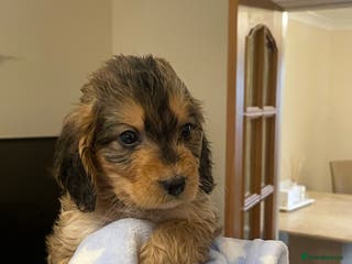 Cockapoo dogs 🐾 Beautiful Cockapoo Puppies for Sale 🐾 - Advert 11