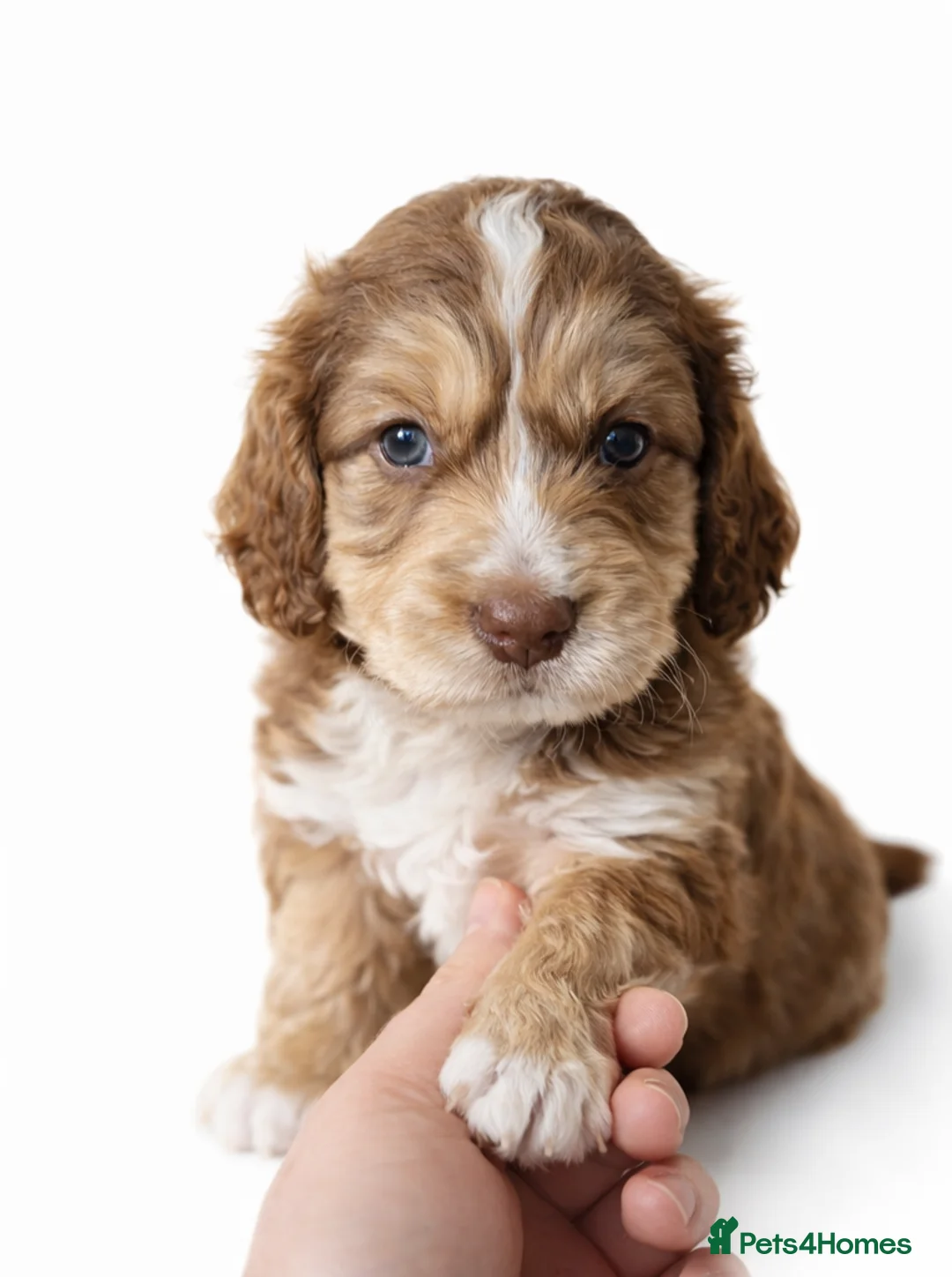 Cockapoo dogs for sale: Beautiful Cockapoo F1B Puppies - Advert 5