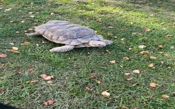Tortoise reptiles for sale: Female sulcata tortoise  - Image 3