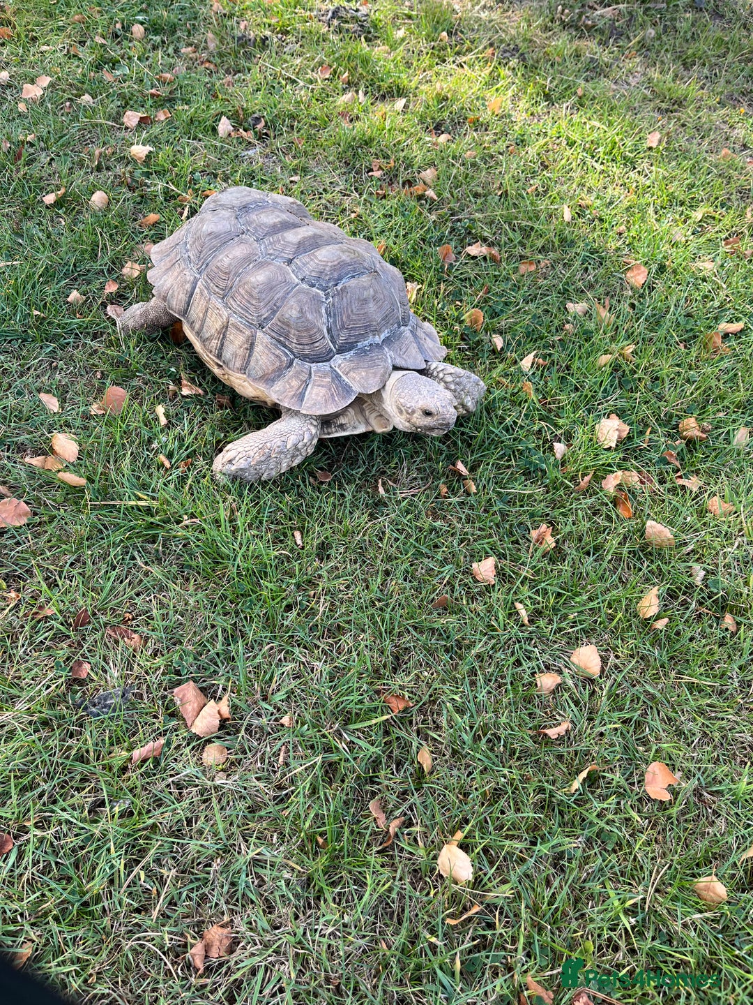 Tortoise reptiles for sale: Female sulcata tortoise  - Image 3