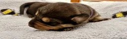 Mixed Breed dogs for sale: 🐾 POMSKY X MINIATURE DACHSHUND PUPPIES  🐾 - Advert 14