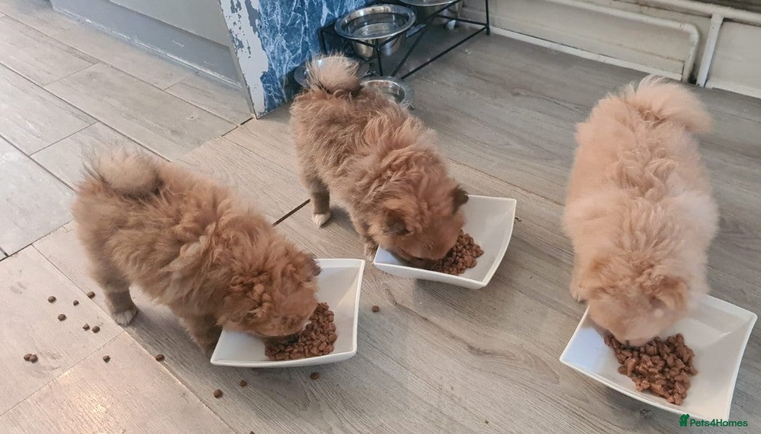 Pomeranian dogs for sale: 3 female pomeranian puppies  - Advert 4