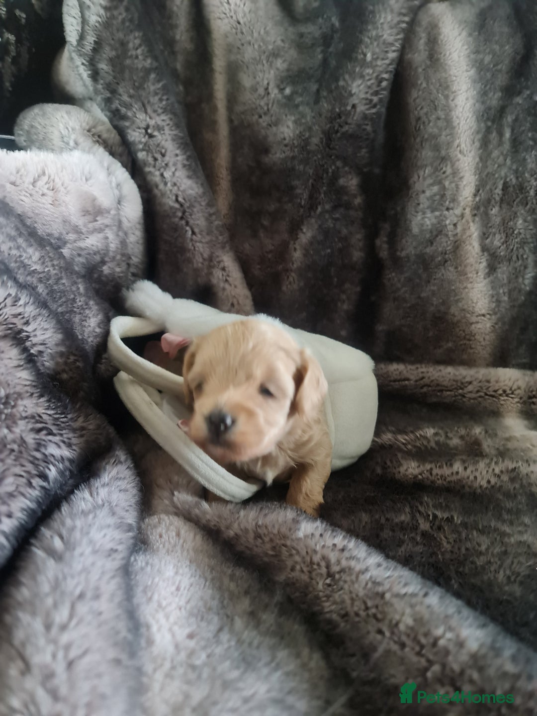 Maltipoo dogs for sale: Multipoo boy - Image 3