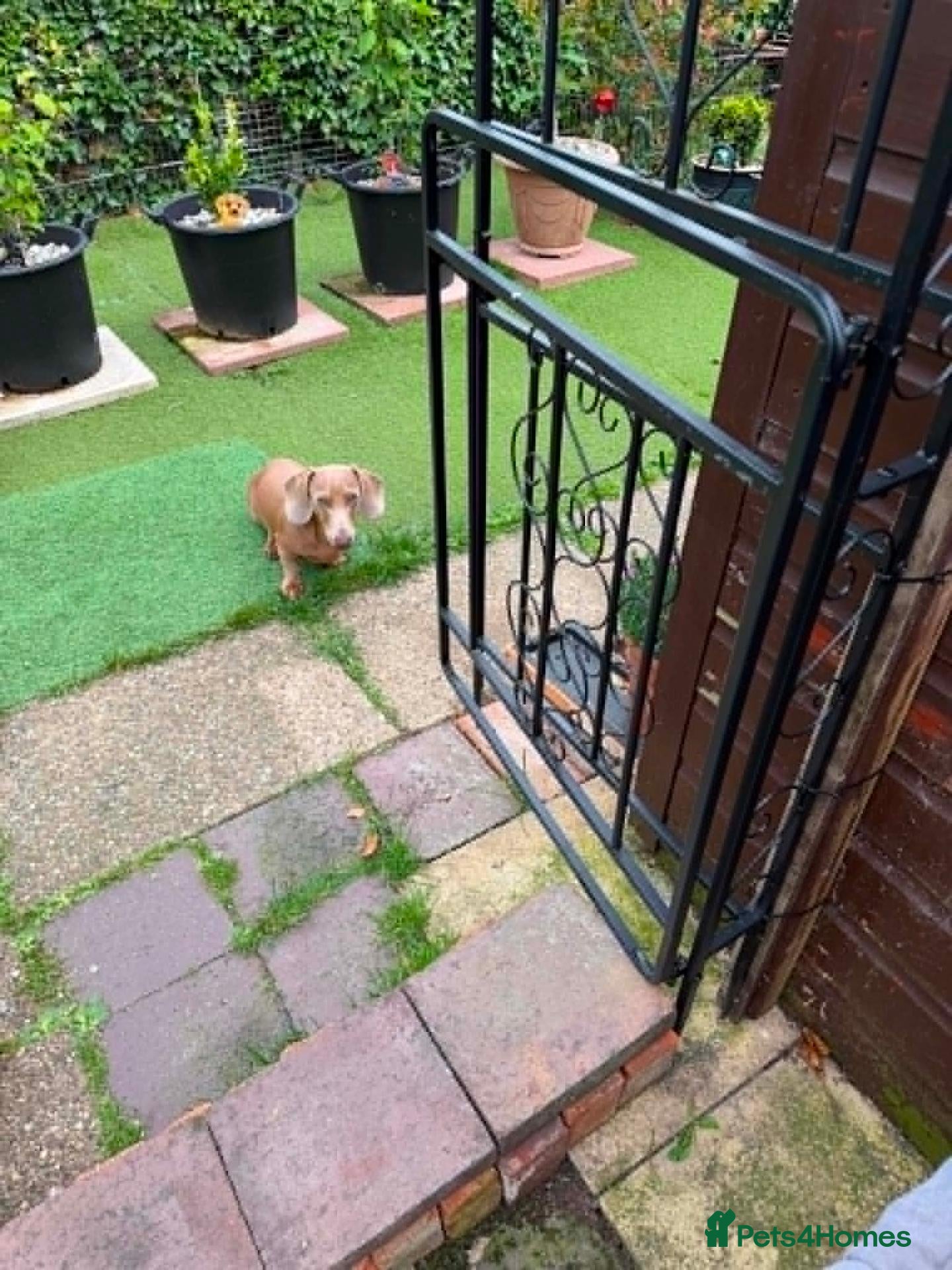 Dachshund dogs for sale: dacshund dog - Advert 1