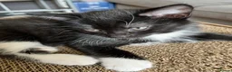 Mixed Breed cats for sale: Ready for Furever Homes in Buckingham - Advert 3