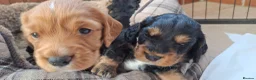 Cocker Spaniel dogs for sale: Five beautiful working cocker spaniel pups  - Advert 11