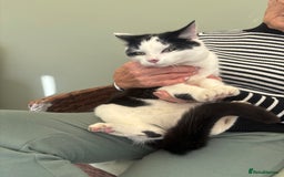 Mixed Breed cats for sale: 2 males 1 female - Image 5