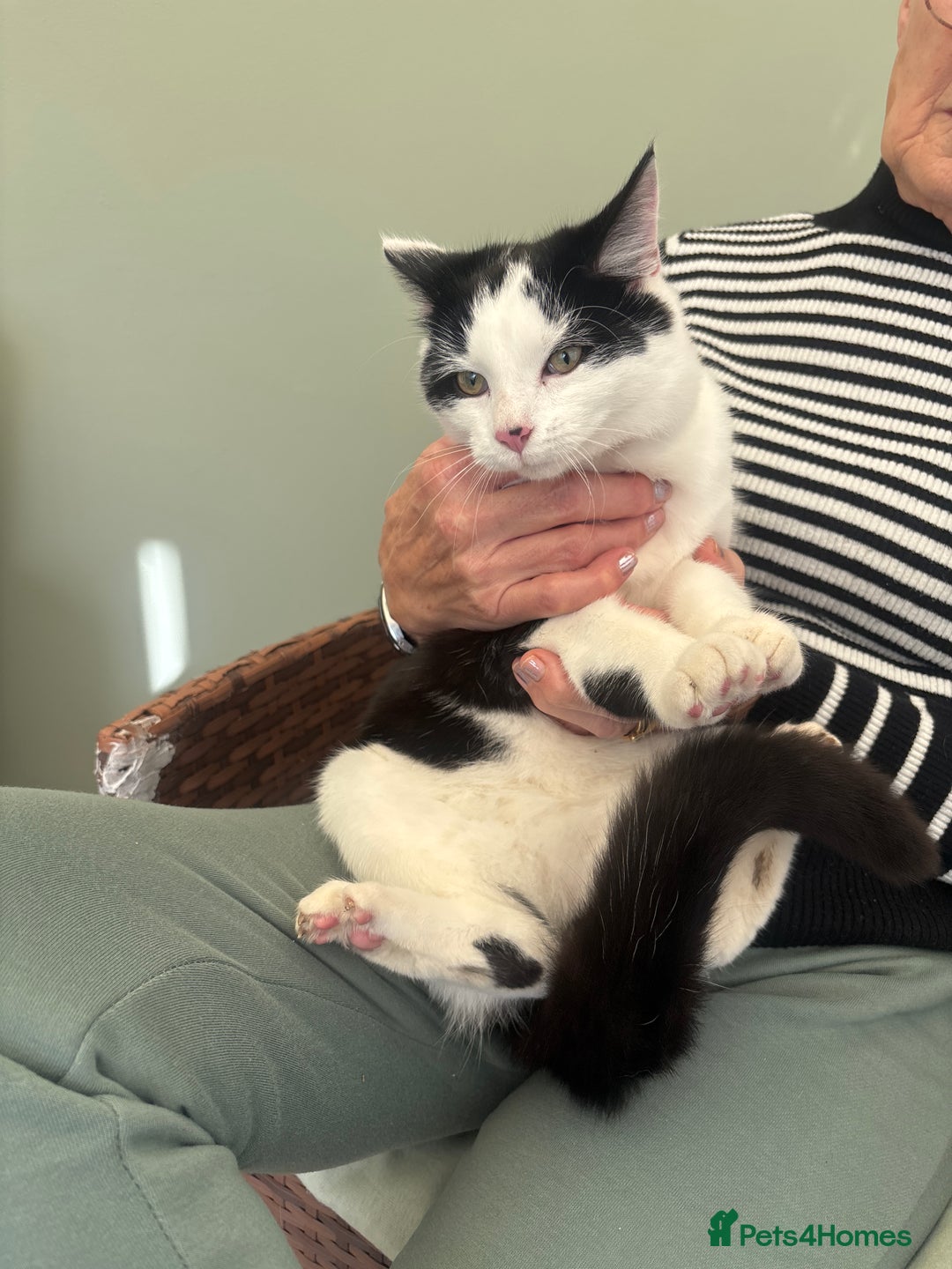 Mixed Breed cats for sale: 2 males 1 female - Image 5