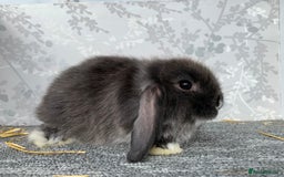 Mini Lop rabbits for sale: 2 mini lop boys - Image 2