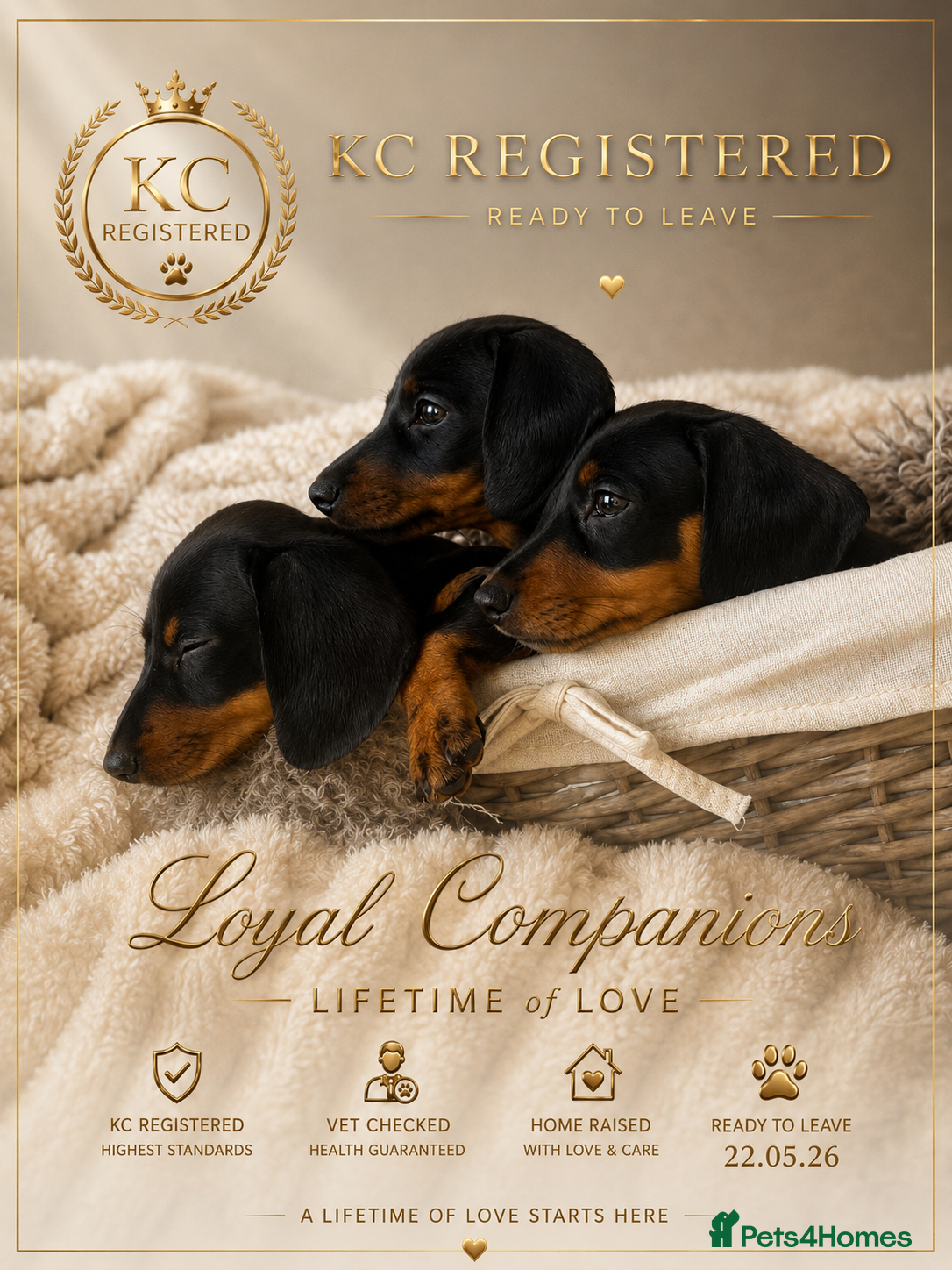 Miniature Dachshund dogs READY TO LEAVE KC mini dachshunds    - Advert 10
