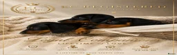 Miniature Dachshund dogs for sale: READY TO LEAVE KC mini dachshunds    - Advert 1