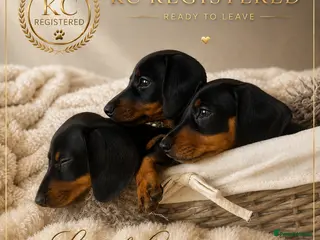 Miniature Dachshund dogs READY TO LEAVE KC mini dachshunds - Advert 10