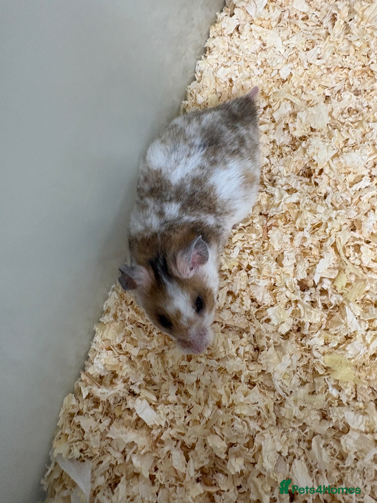 Hamster rodents Baby Syrian hamsters - Advert 4