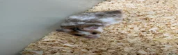 Hamster rodents for sale: Baby Syrian hamsters - Advert 1