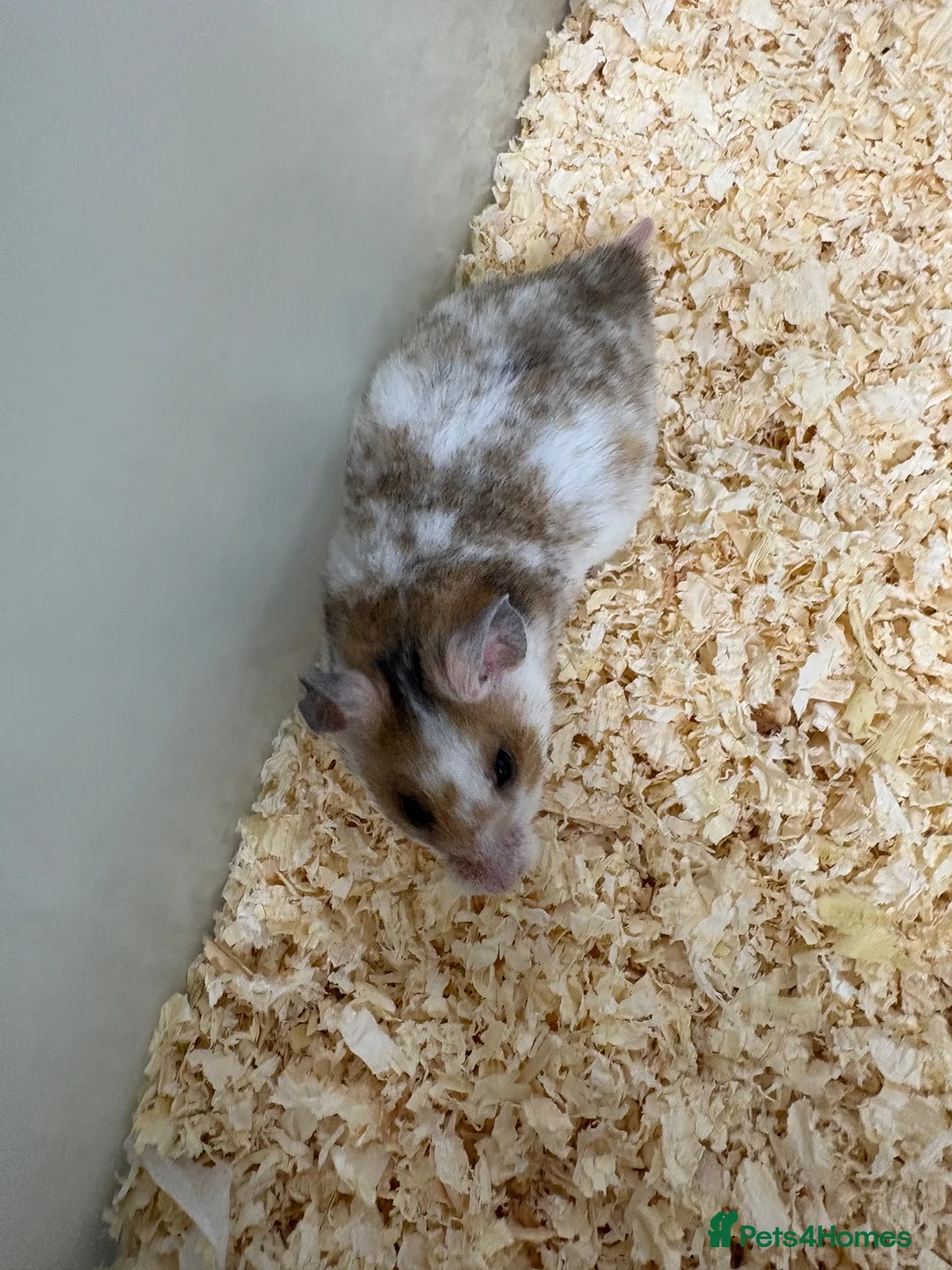Hamster rodents for sale: Baby Syrian hamsters - Advert 1