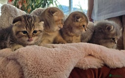 Scottish Fold cats for sale: British shorthair and Scottish fold - Image 13