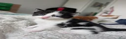 Domestic Shorthair cats for sale: 2 black&white kittens looking for home !  in London - Advert 7