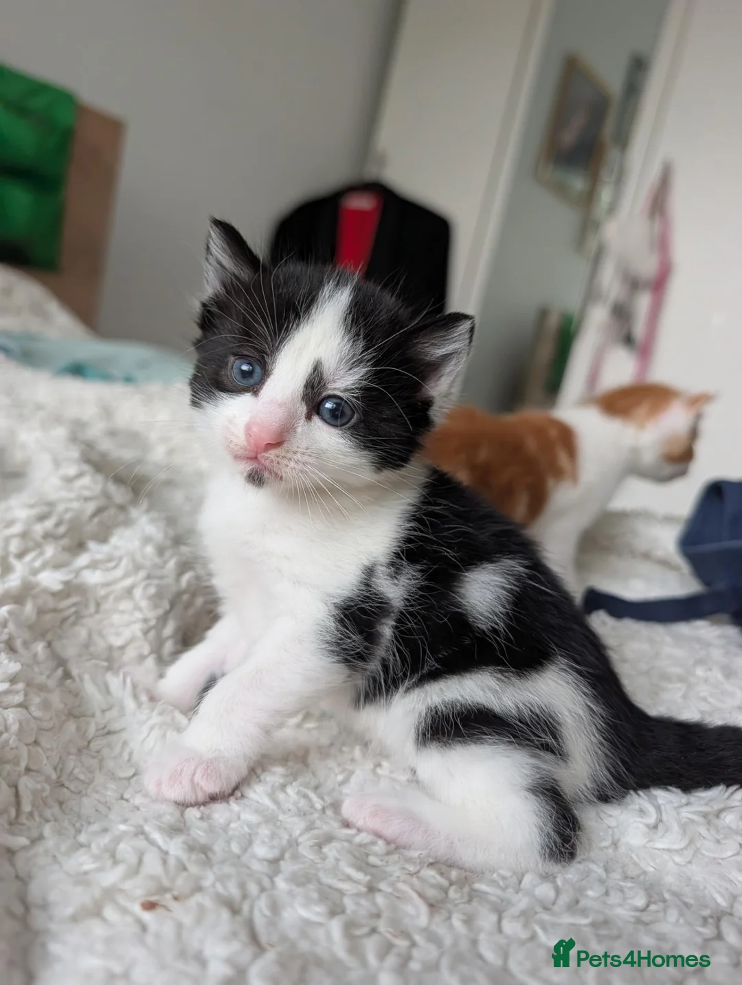 Domestic Shorthair cats for sale: 2 black&white kittens looking for home !  in London - Advert 7