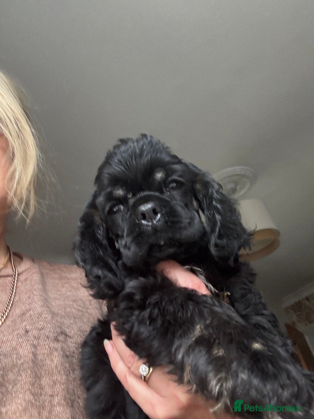 American Cocker Spaniel dogs for sale: KC reg American puppies - Advert 6