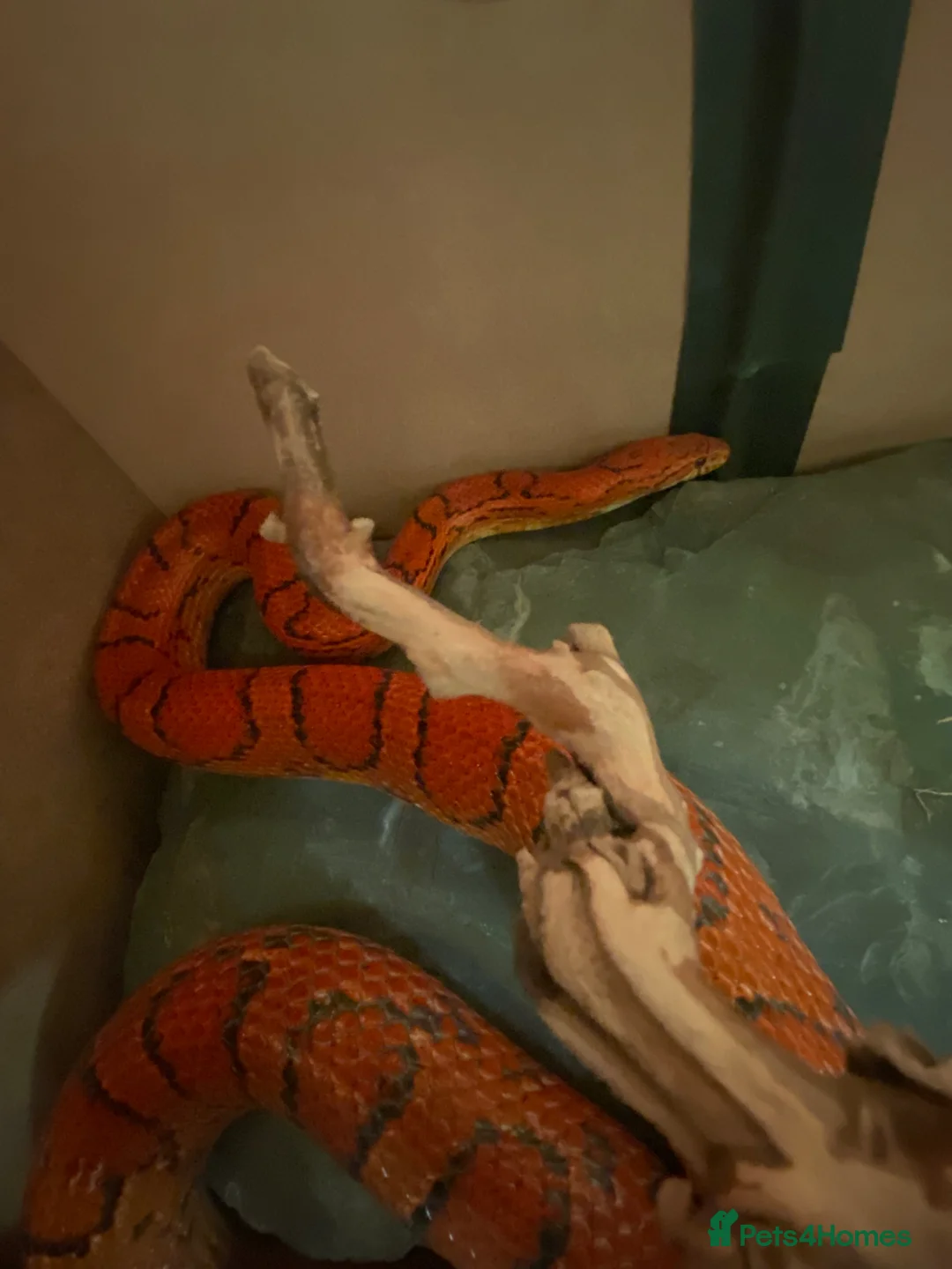 Corn Snake reptiles for sale: Corn snake in Newton Abbot - Advert 1