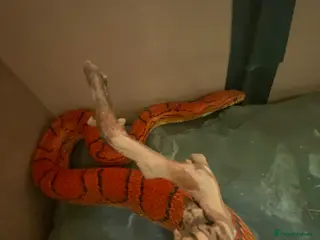 Corn Snake reptiles Corn snake - Advert 2