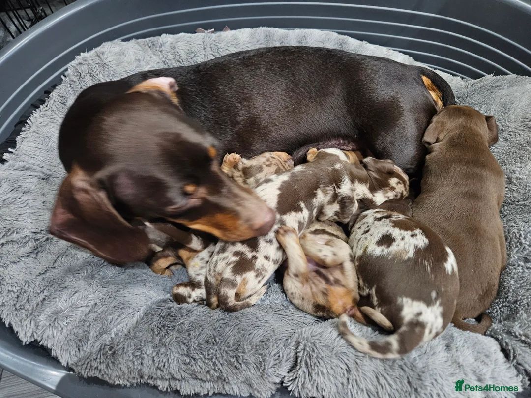 Dachshund dogs for sale: Dachshunds7puppies,only one brown girl left - Advert 21