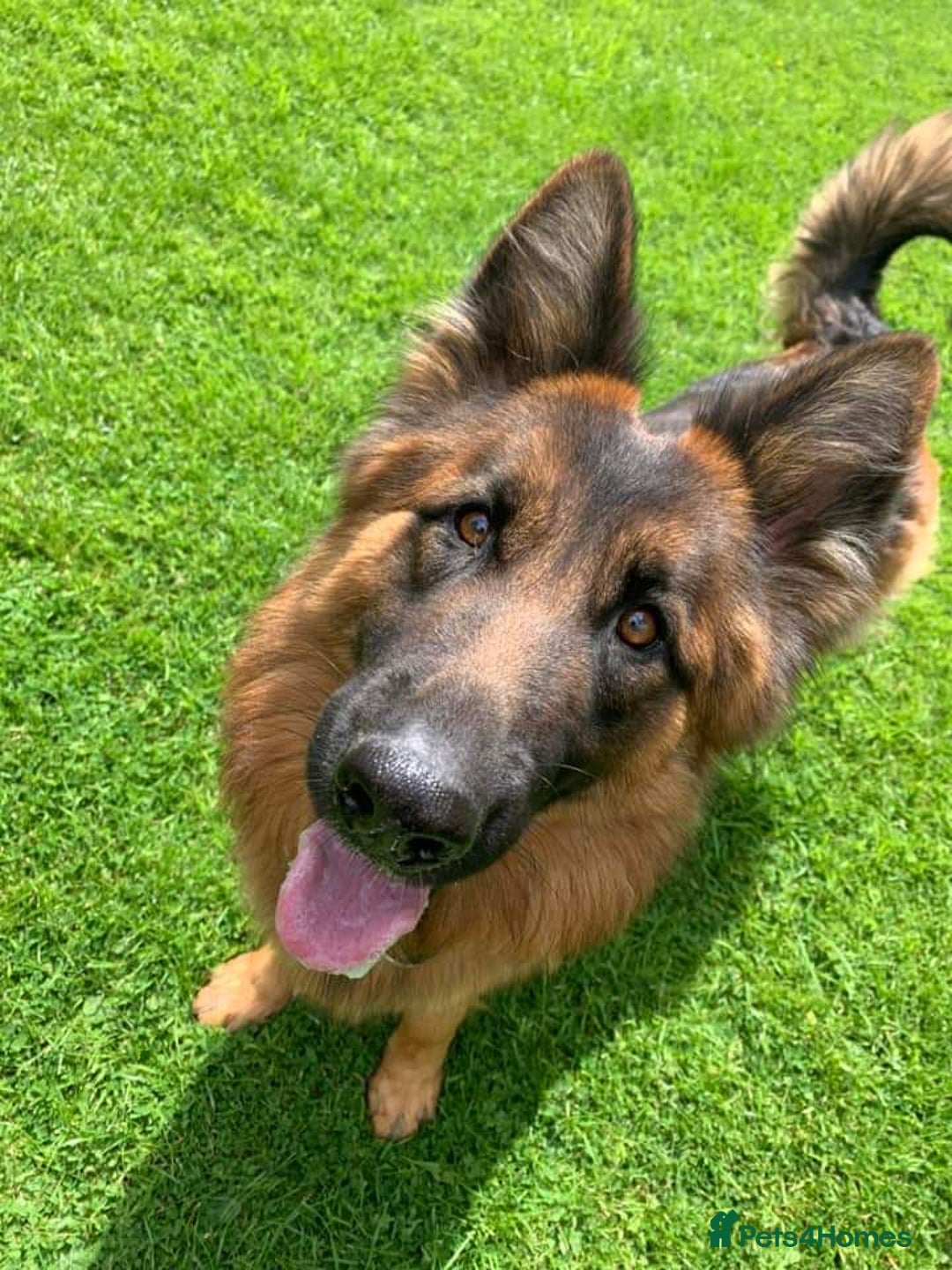 German Shepherd dogs for sale: German shepherd for good home - Image 8