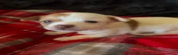 Chihuahua dogs for sale: Chihuahua Puppy Boy🤍🤎 - Advert 6