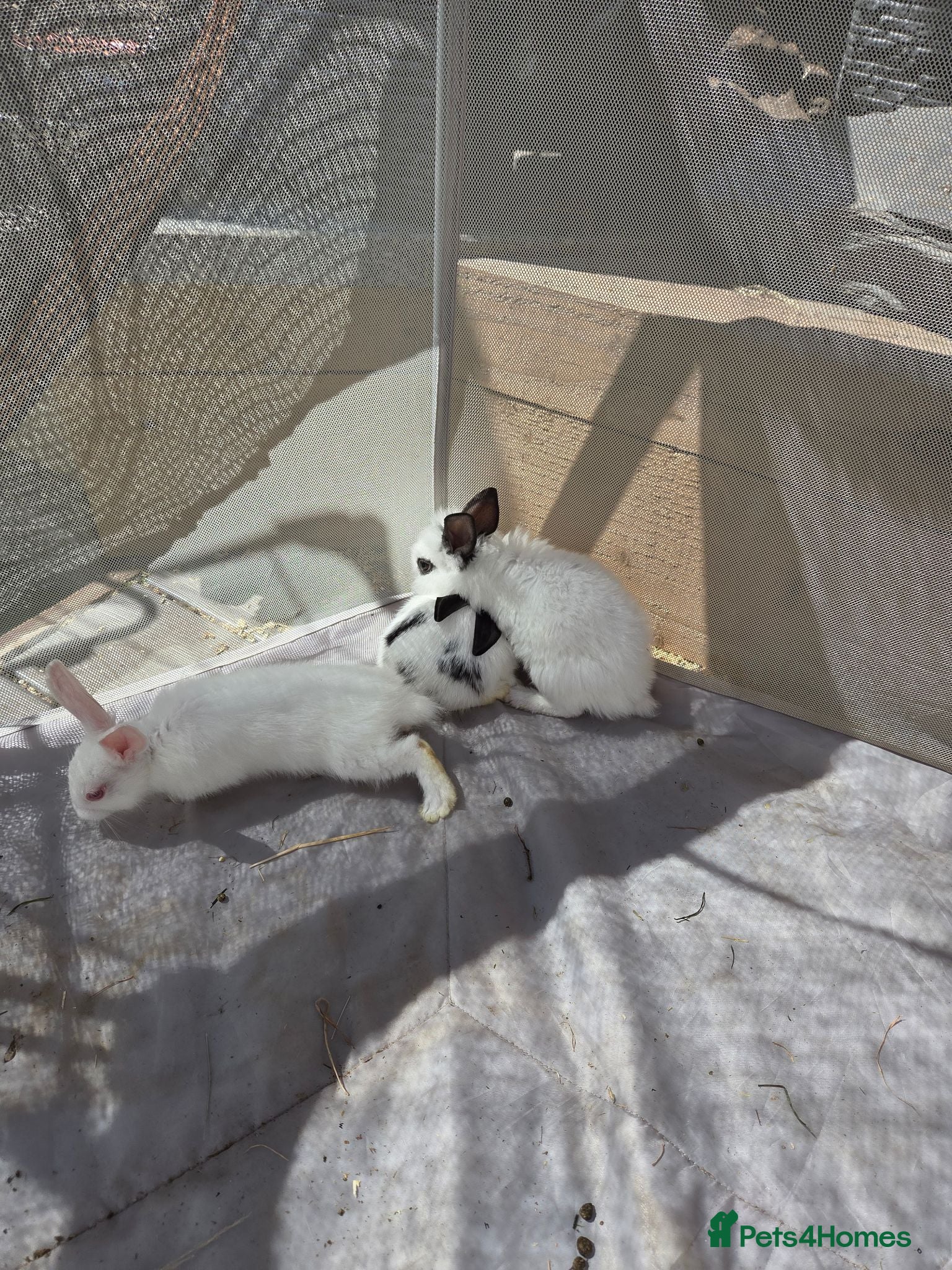 Lionhead rabbits Lion head cross *sold in pairs ☆£70 per pair☆ - Advert 2