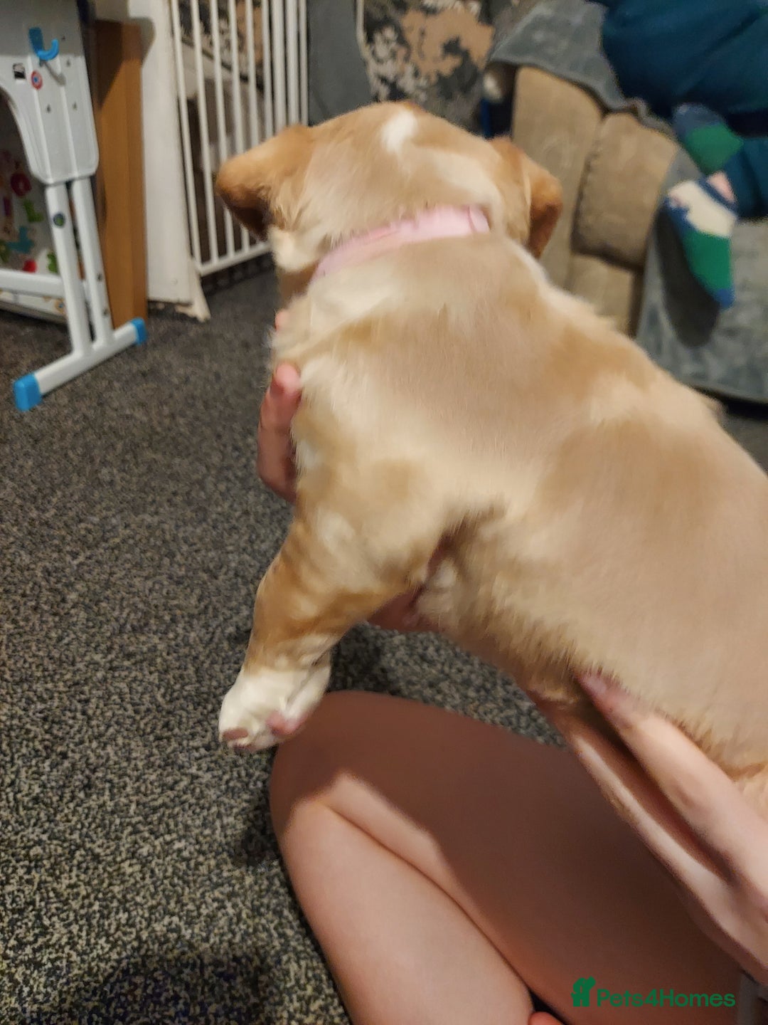 Mixed Breed dogs for sale: Mixed labrador  - Advert 2