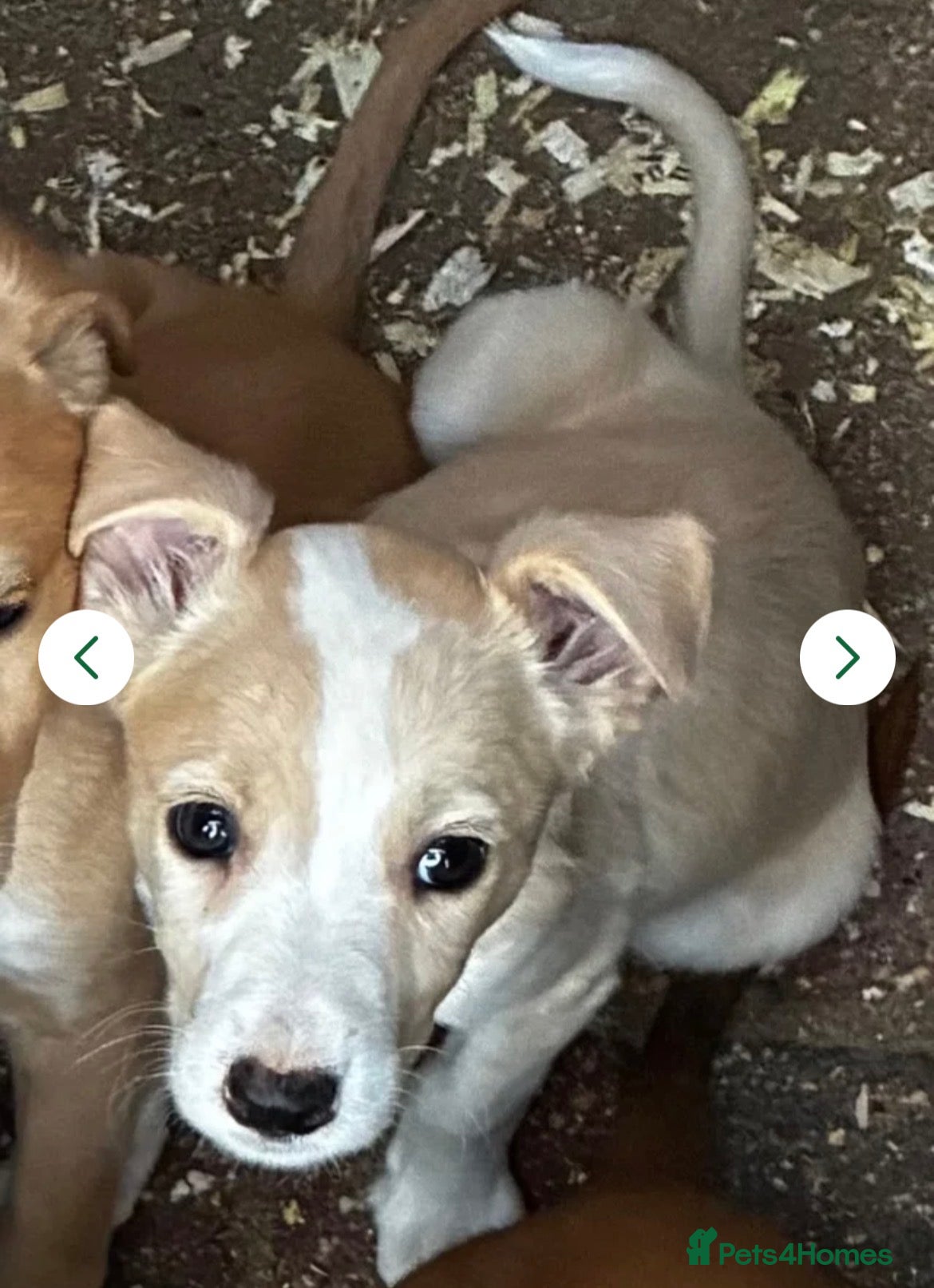 Lurcher dogs *UPDATED* Top quality Lurcher puppies - Advert 2