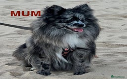 Pomeranian dogs for sale: Stunning Pomeranians  - Image 4